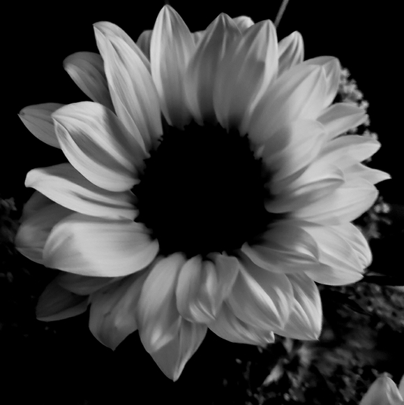 Meet your Posher, Yasmin - Picture 1 of 1